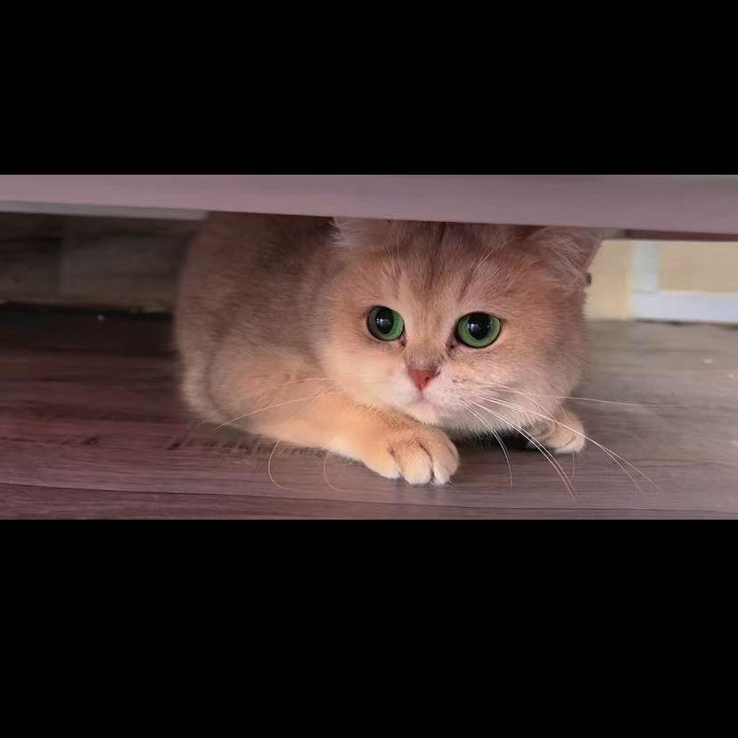 美可家庭猫舍