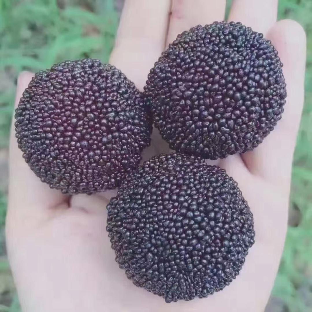 慈溪杨梅合作社