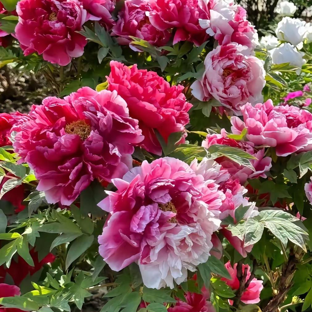 花红鼓韵艺术文化🥁