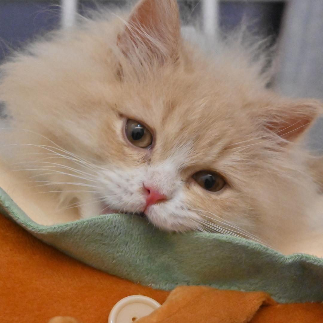 月饼是只洗地机