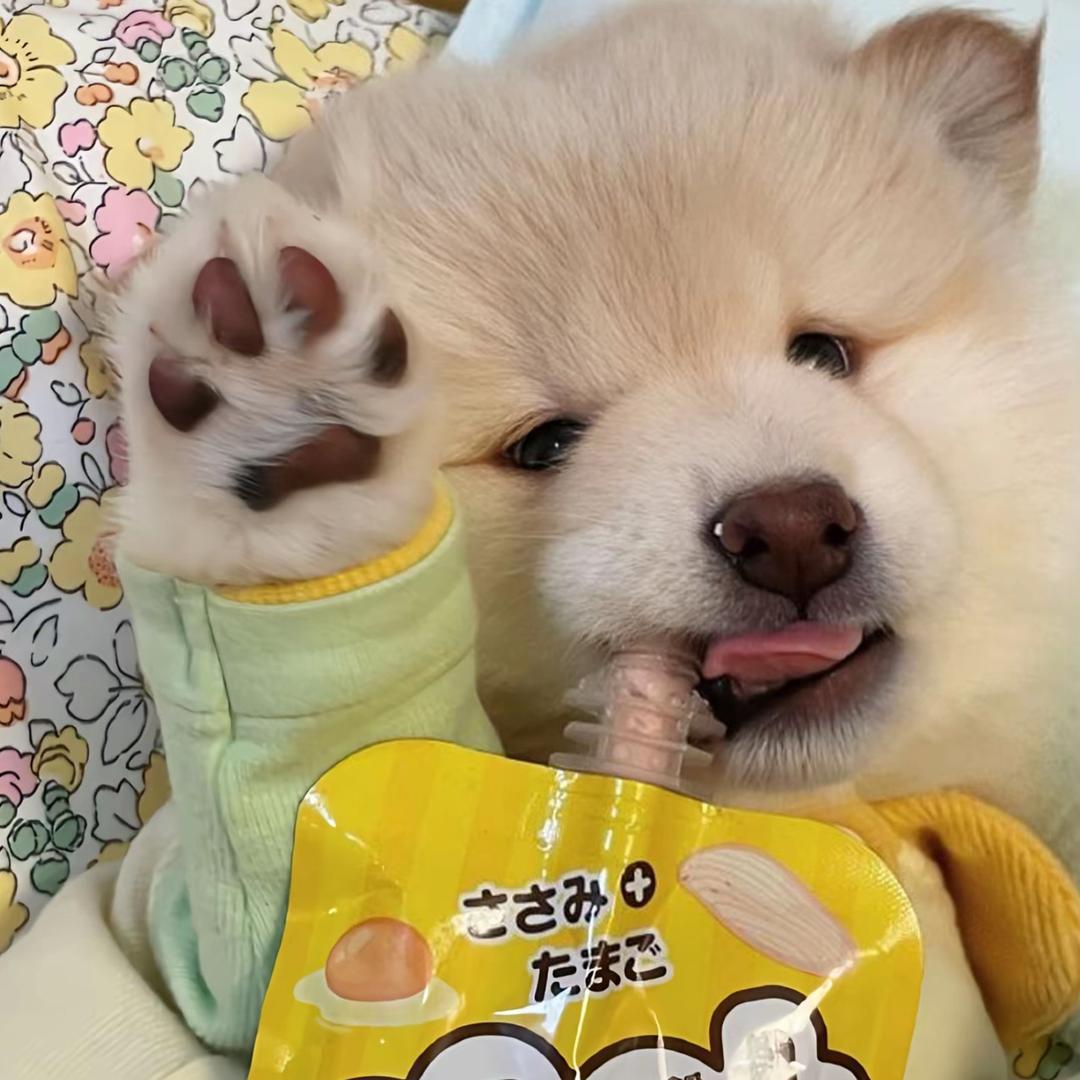 小狗当家 萌宠代购