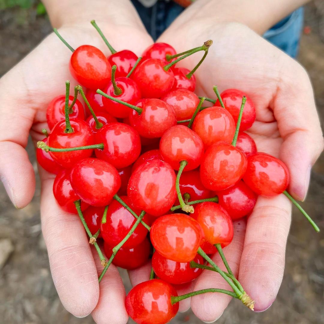 顾家男孩铁牛哥