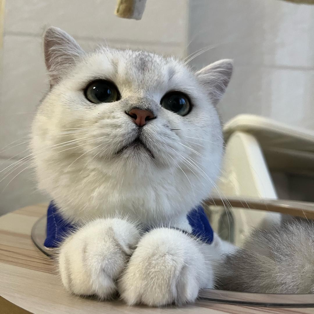 🦊 BE MY CAT
