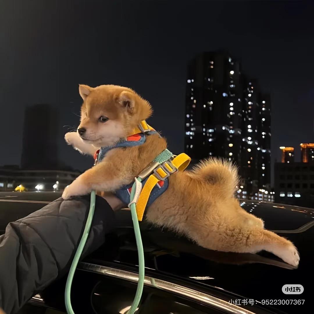 周周周