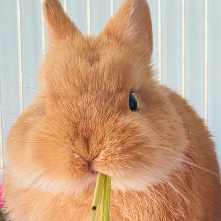 超级萌兔计划