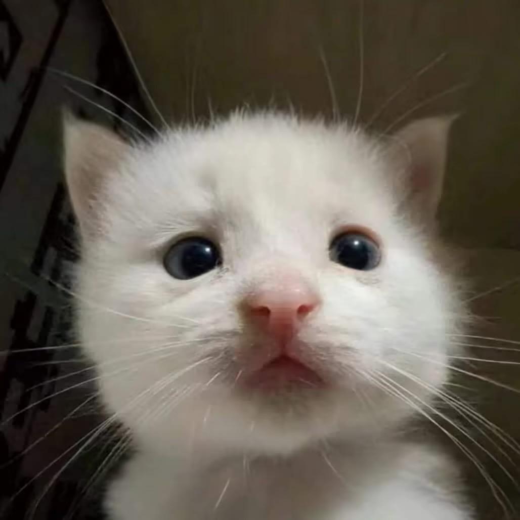 萌惯了