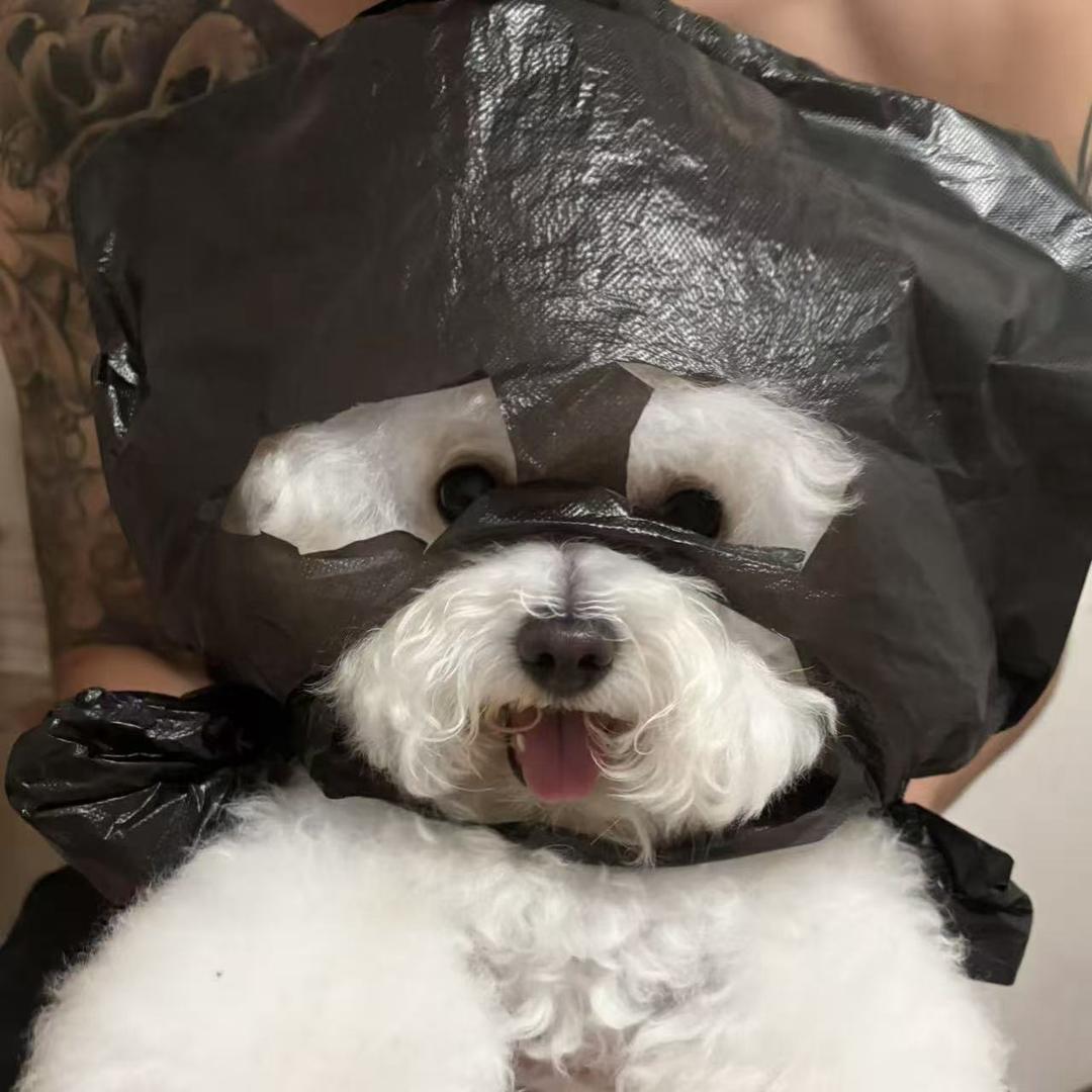 朱多多是只比熊.