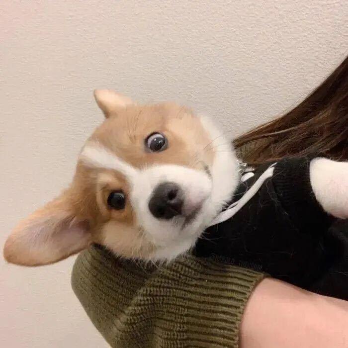 姜头