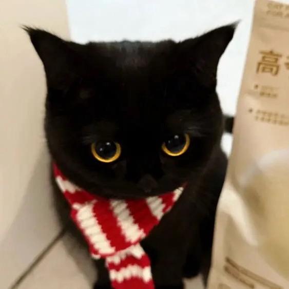 春夜月朦胧