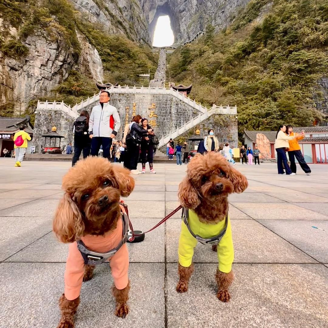 爱旅行的汪