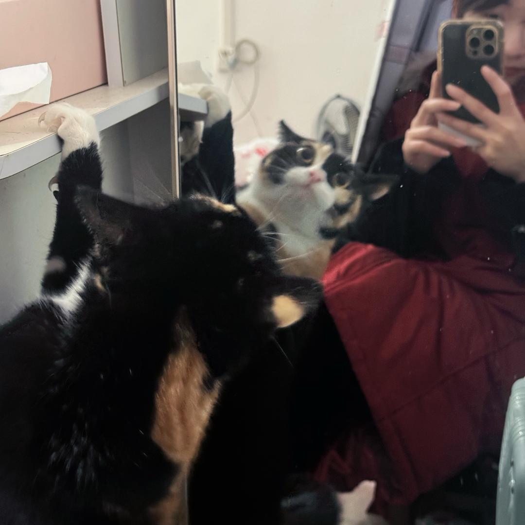 小臭🐱