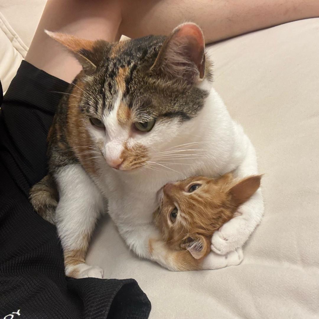 柠檬茶是只猫