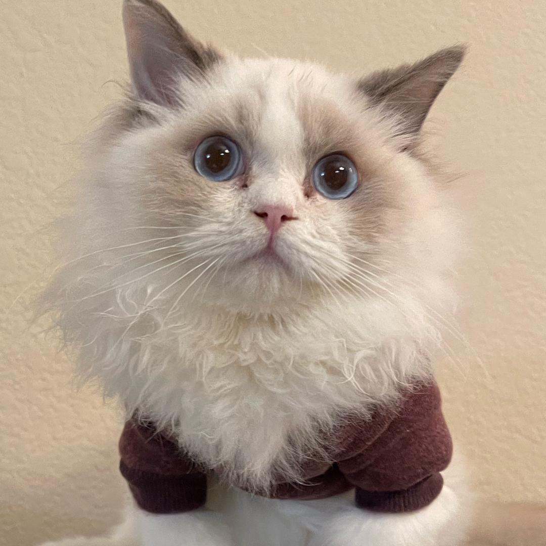 77（未噶蛋版）