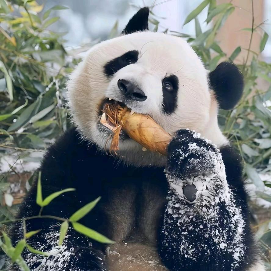 Panda🤳🐼