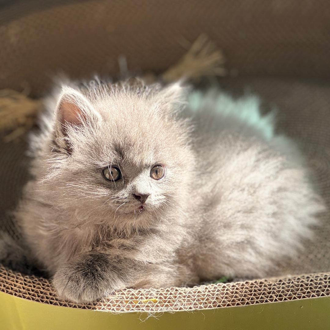 小灰灰成长记🐱