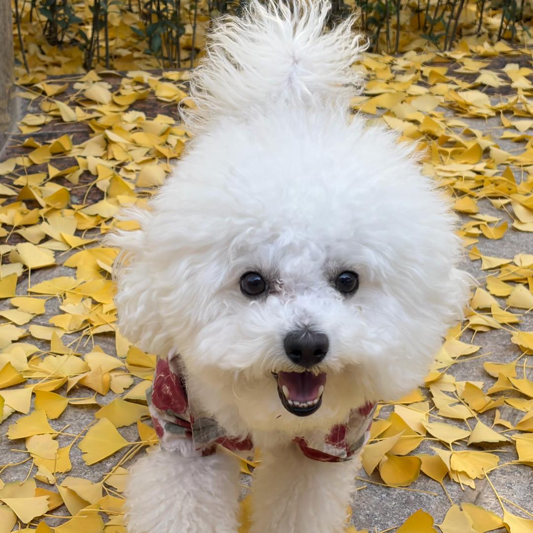 豆包是个粘豆包