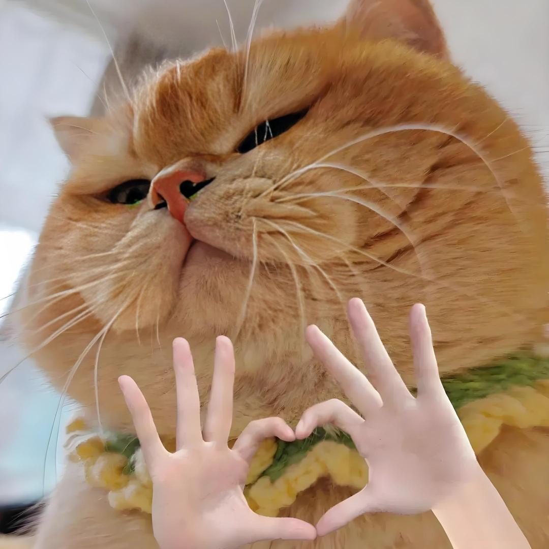 猫meme小日常