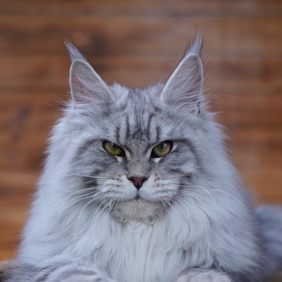 伊万IVan家缅因猫