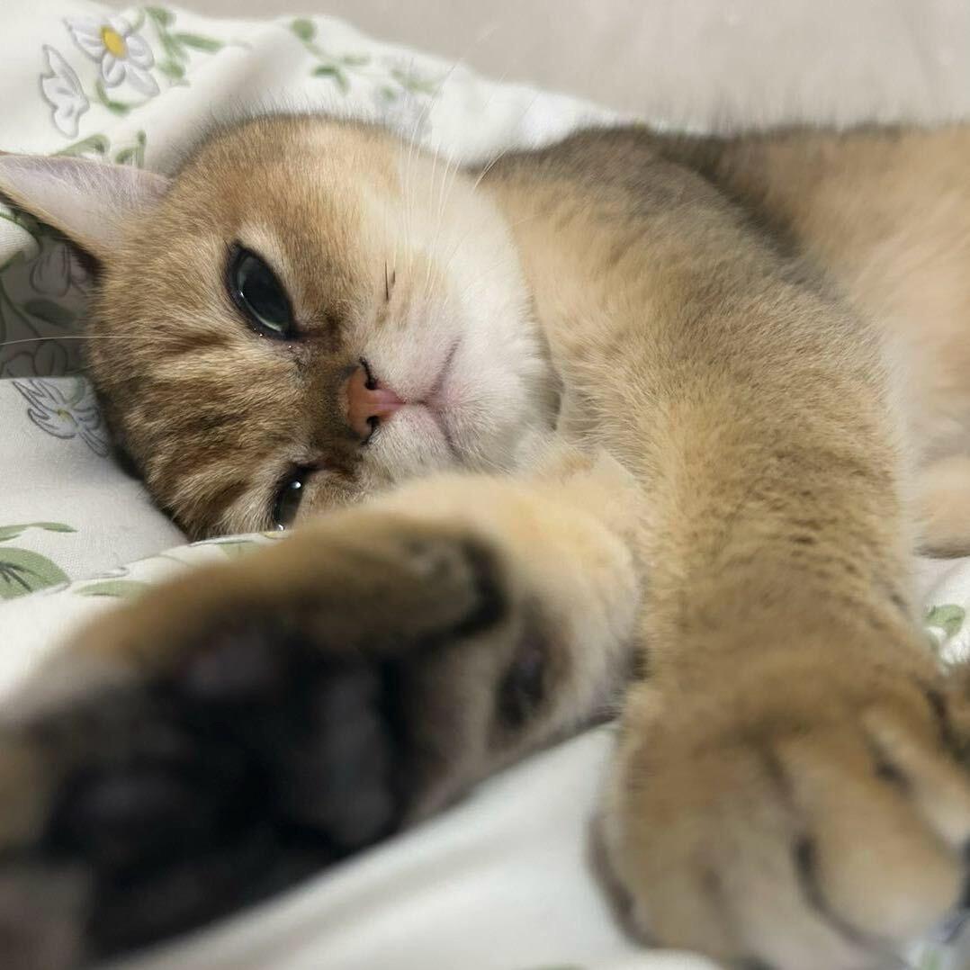 佩佩...