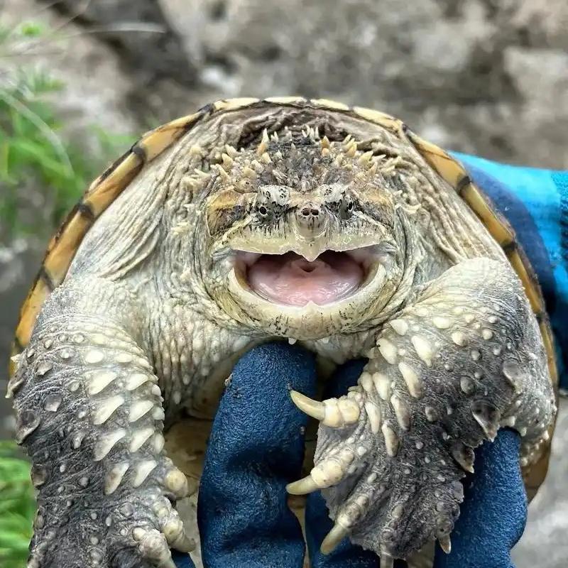 华华龟鳖供应链