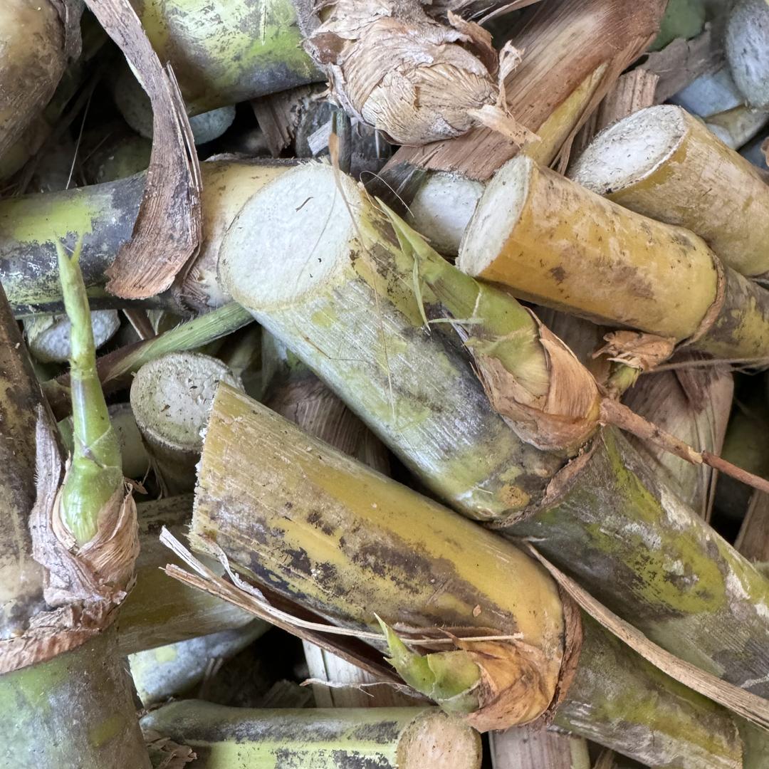 诚邦牧草种节