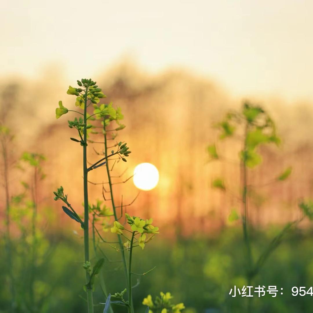 晓晓是老师