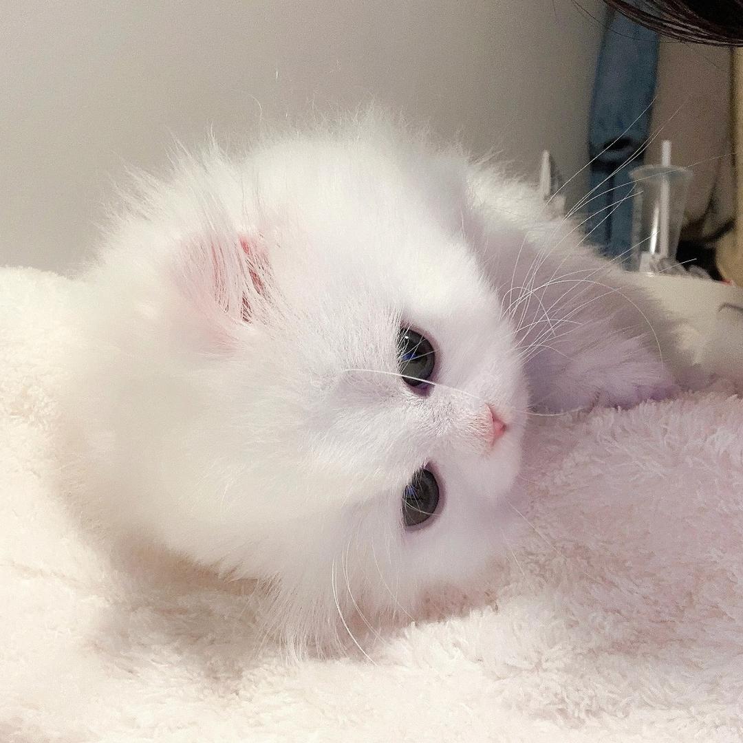 Kittart