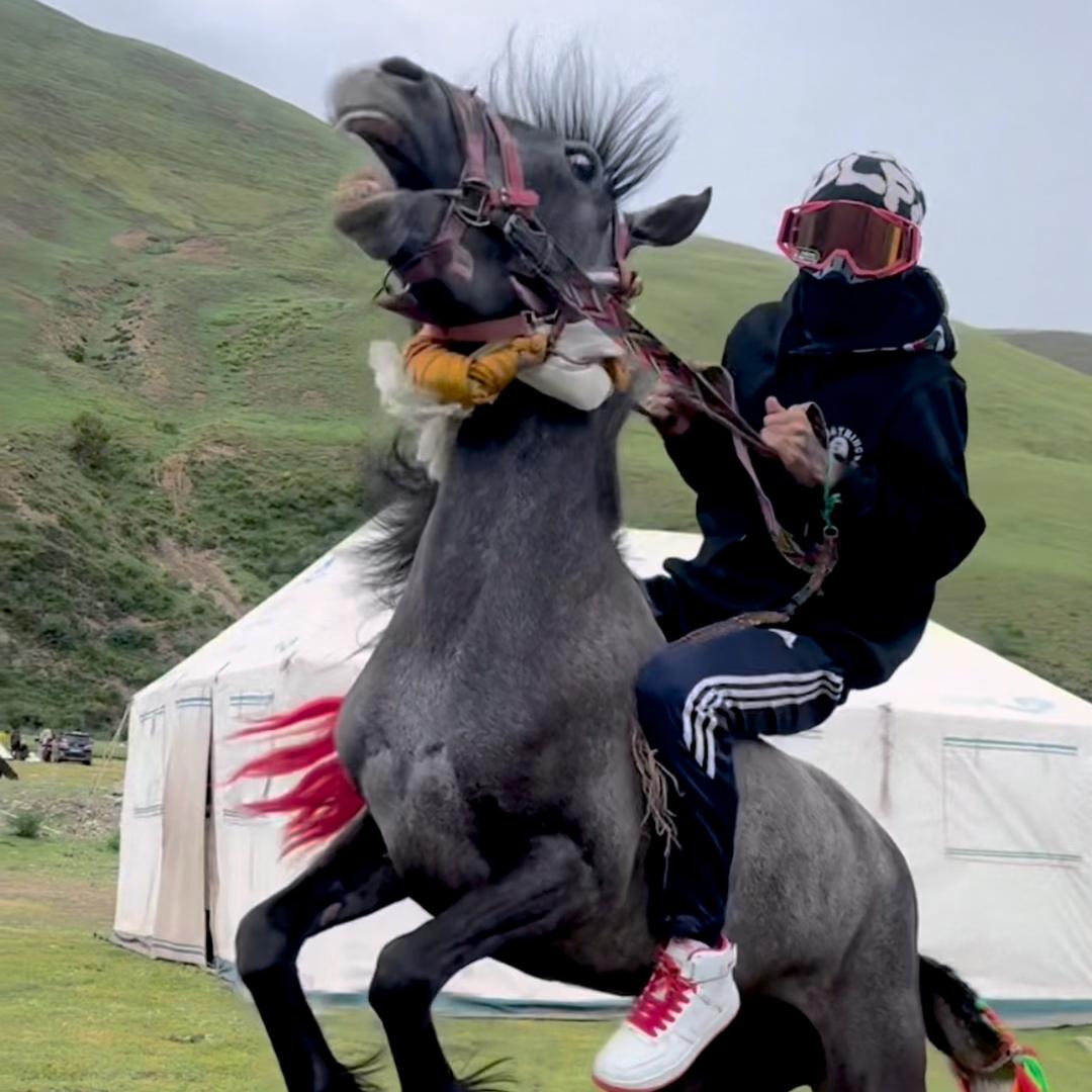 骑士马的翅膀🦅