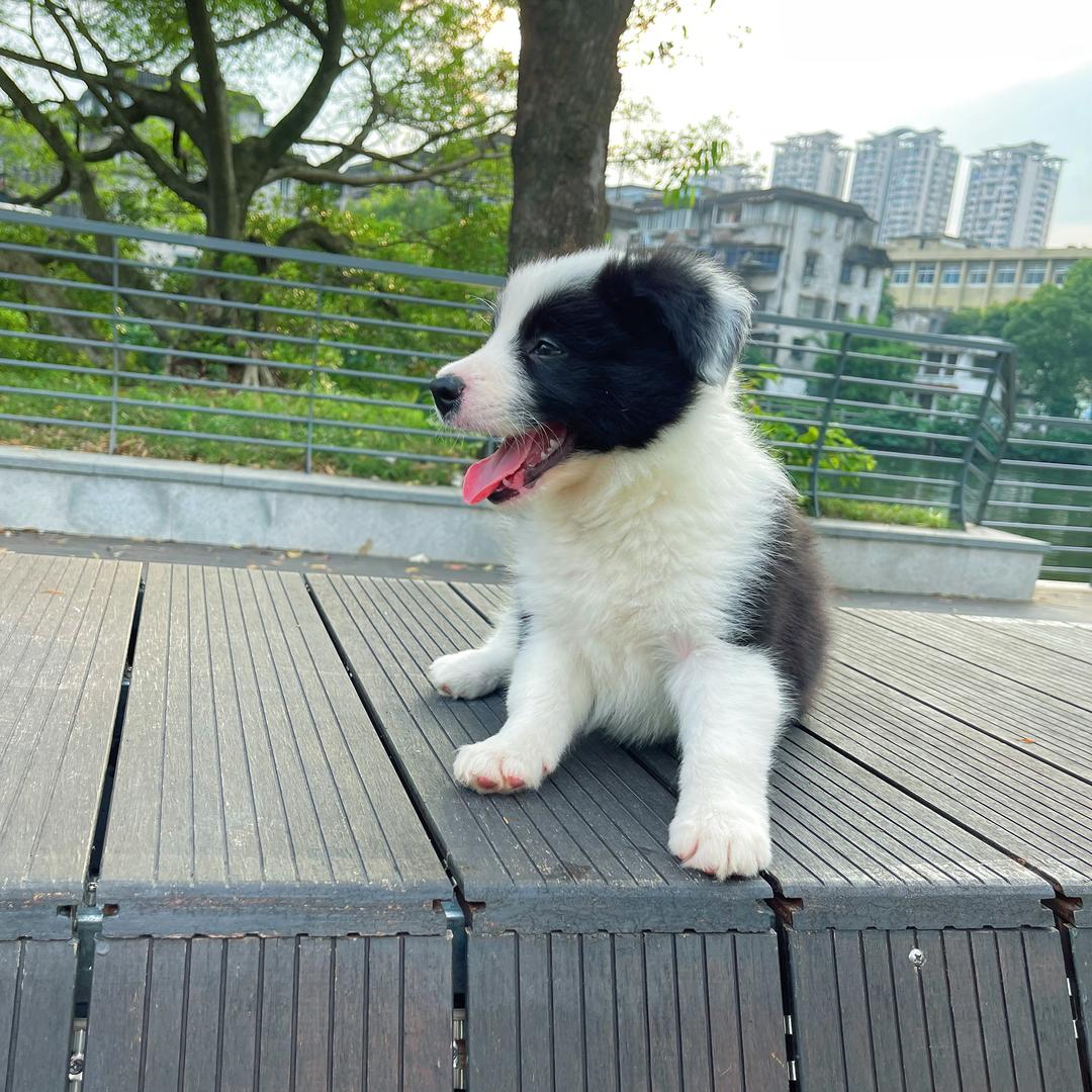 元宝（小边牧·收徒）