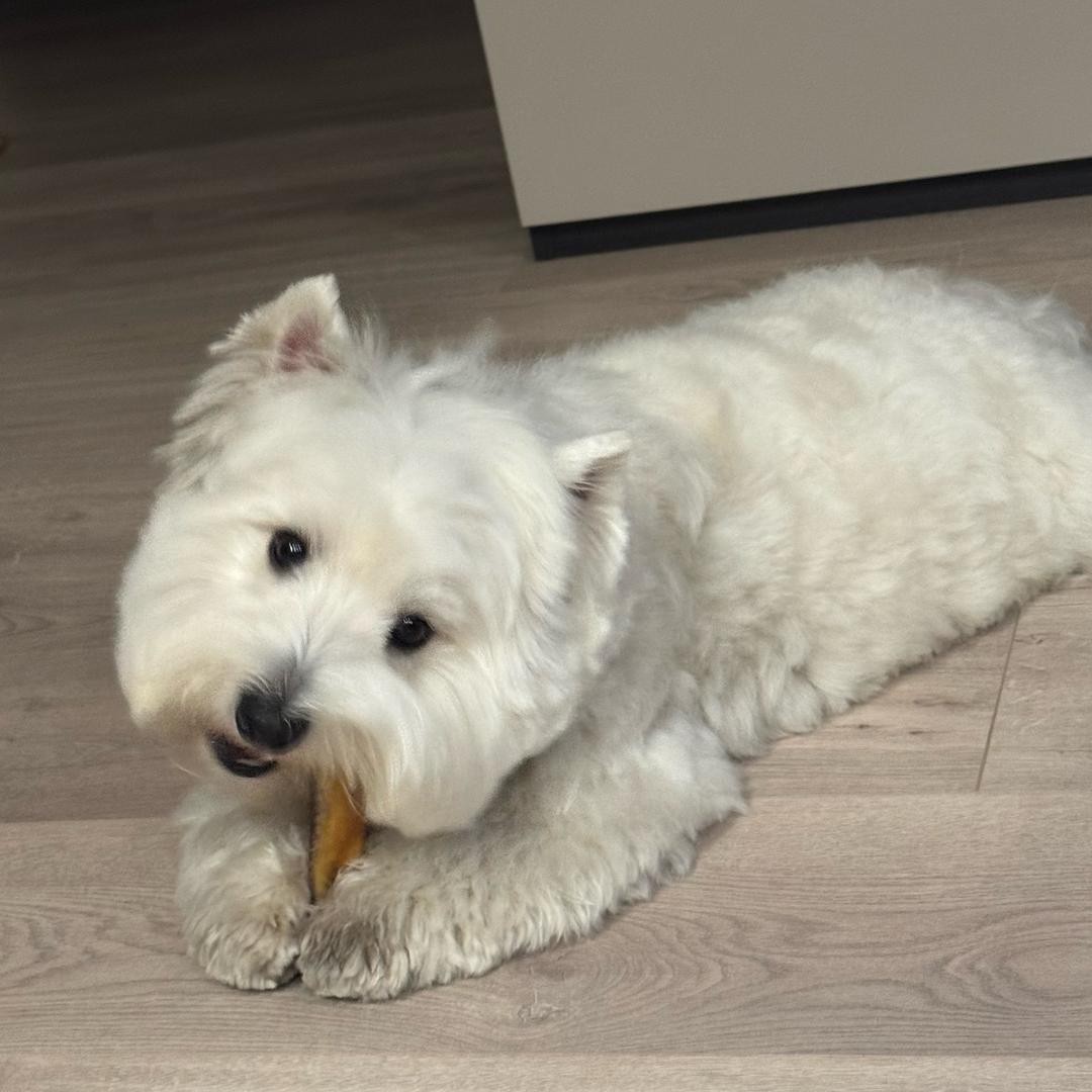 Lucky不胖🐶