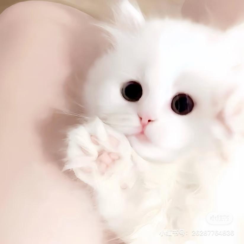 ⁥⁥