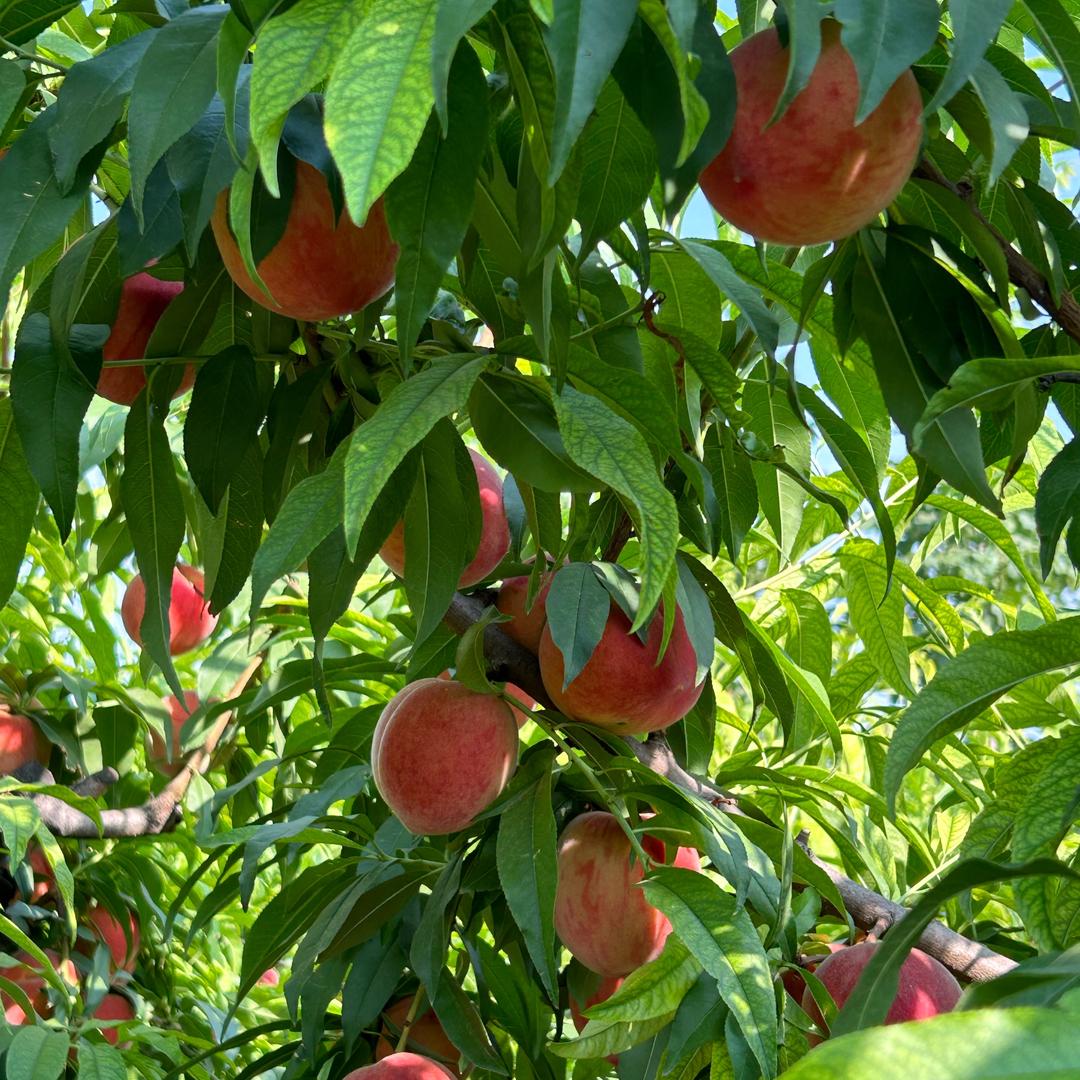 河津南里毛桃采摘园🍑