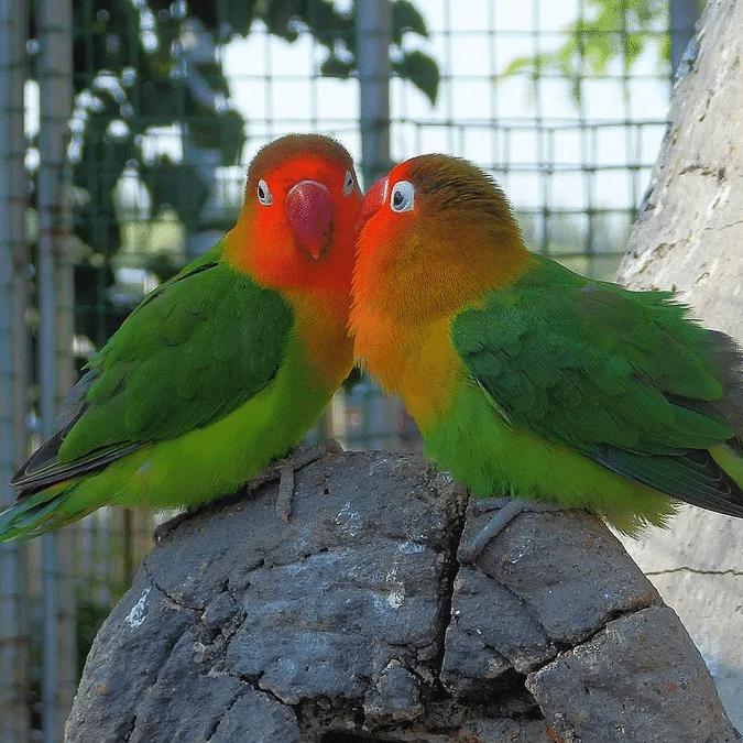 森合林萌宠乐园