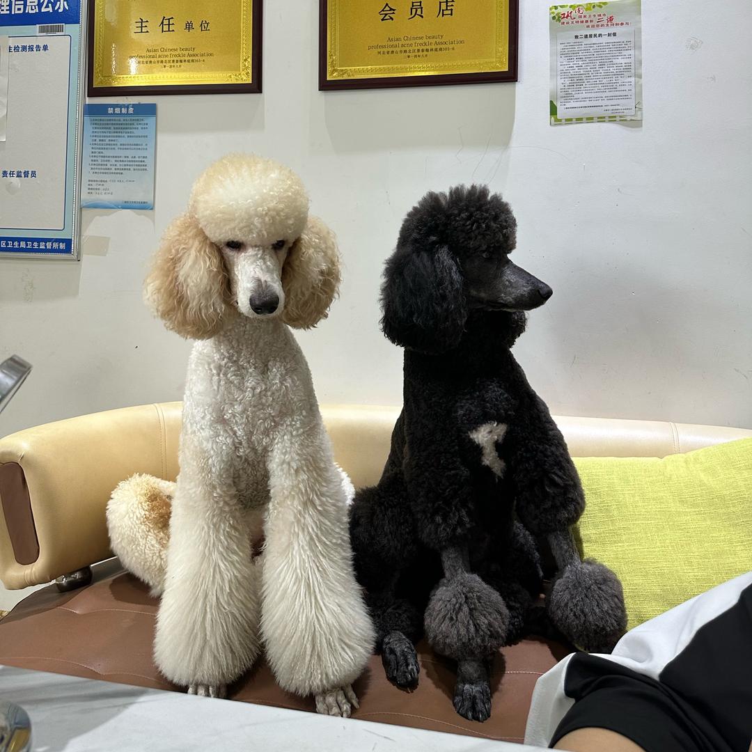 巨贵〔黑金〕的幸福生活