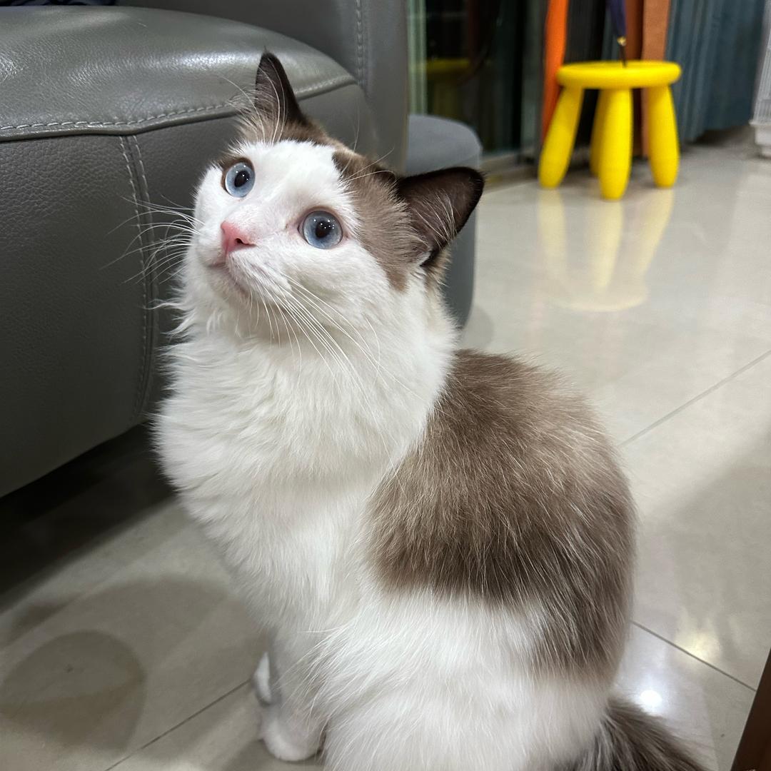 雪球