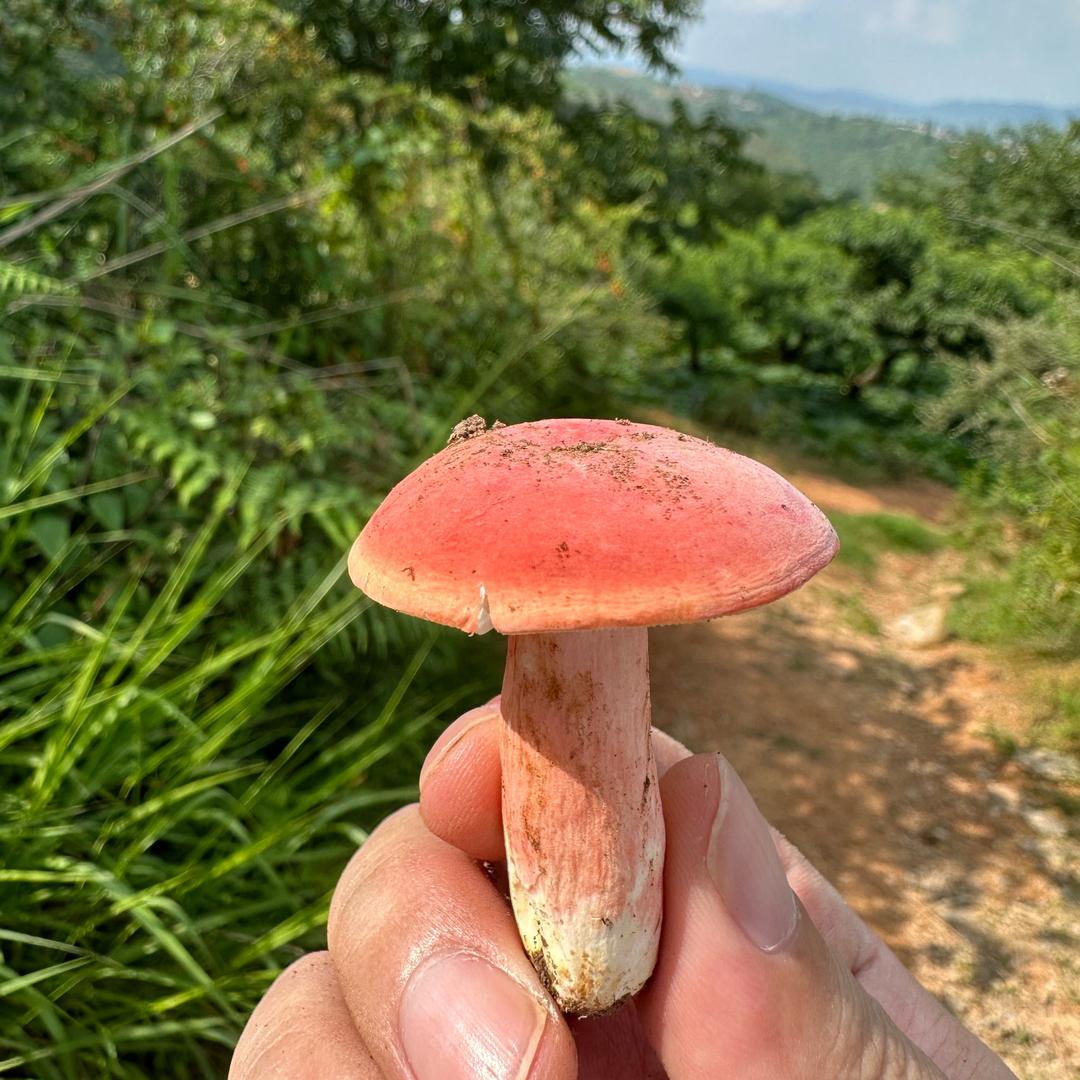 🍄举个见手青 🌰