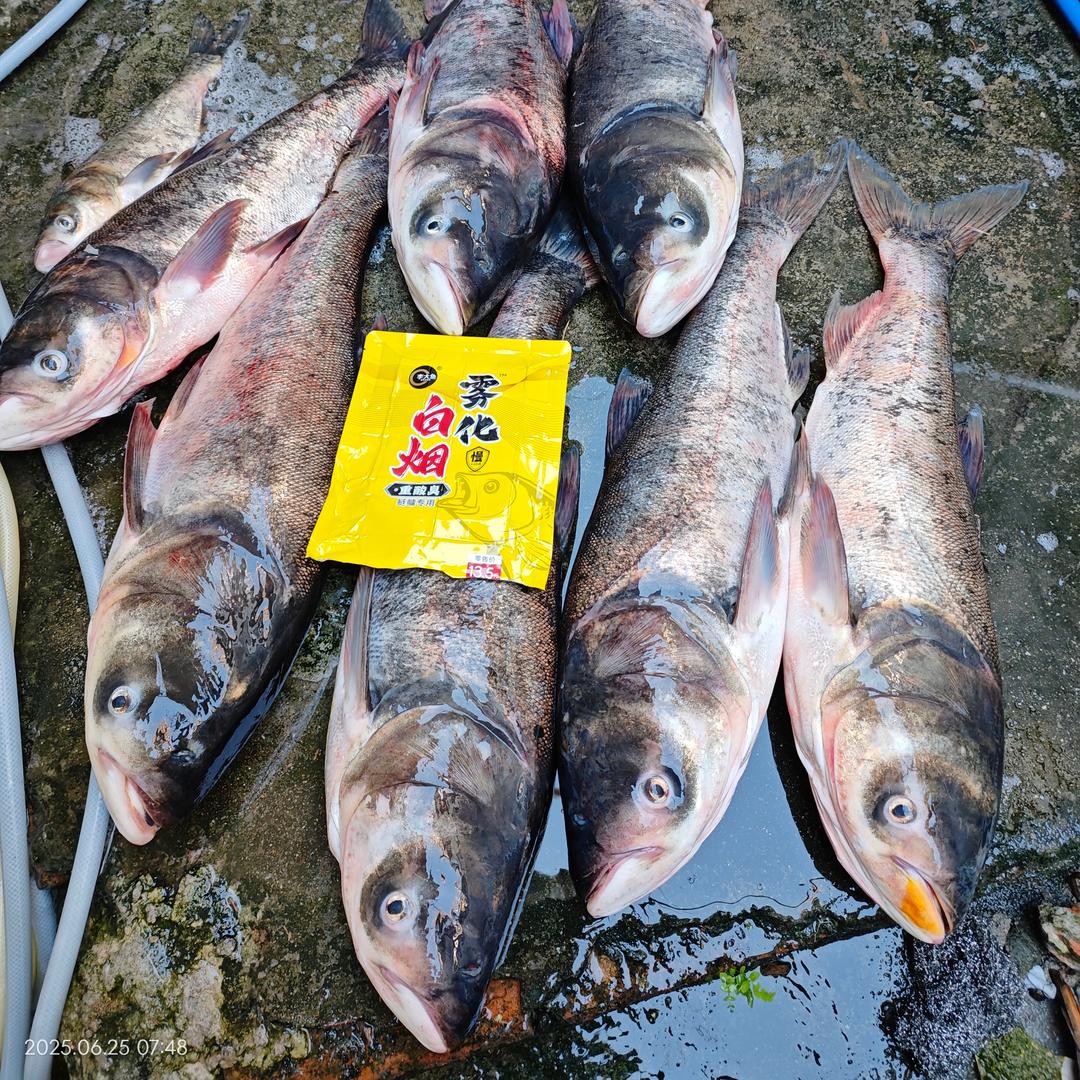 李大鱼方块（鲢鳙、鲮鱼）