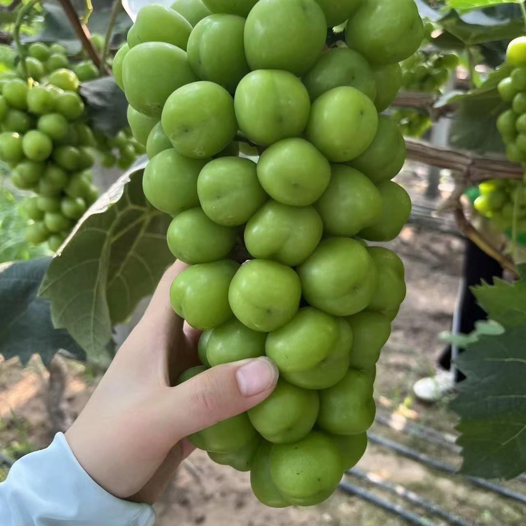 福韵水果种植源头