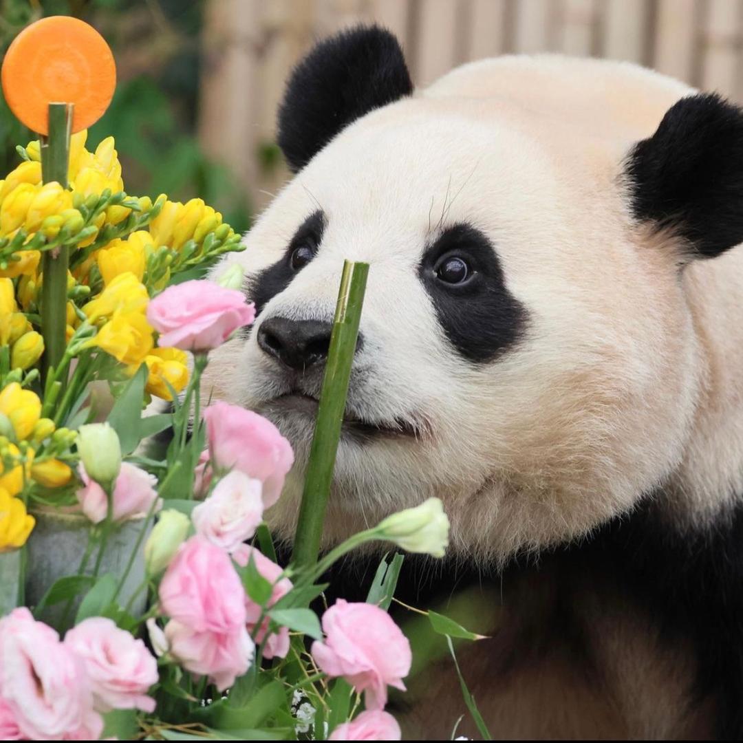 花菜香泽