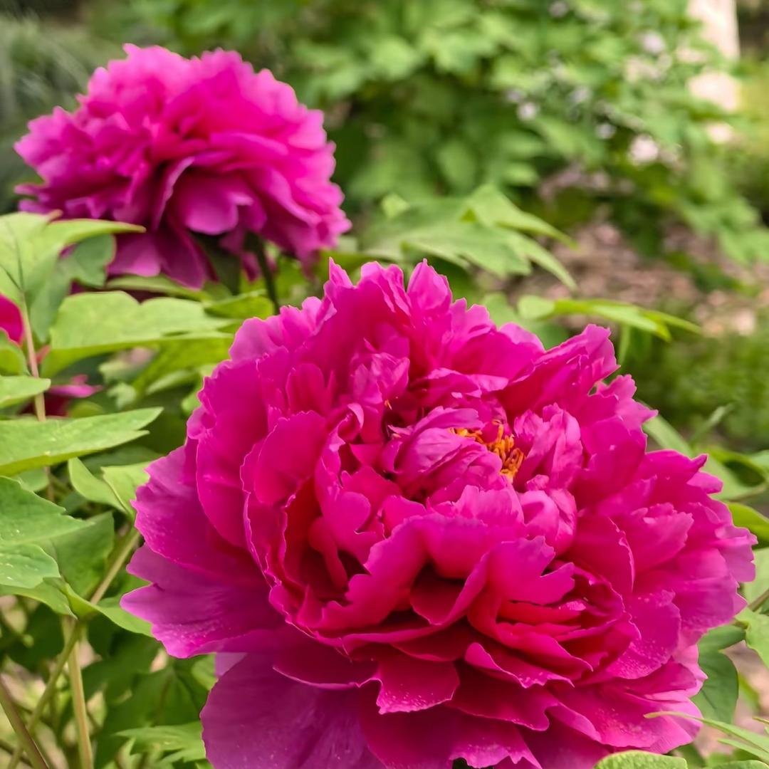菏泽富贵牡丹园艺