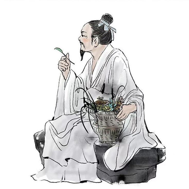 丹参🍃