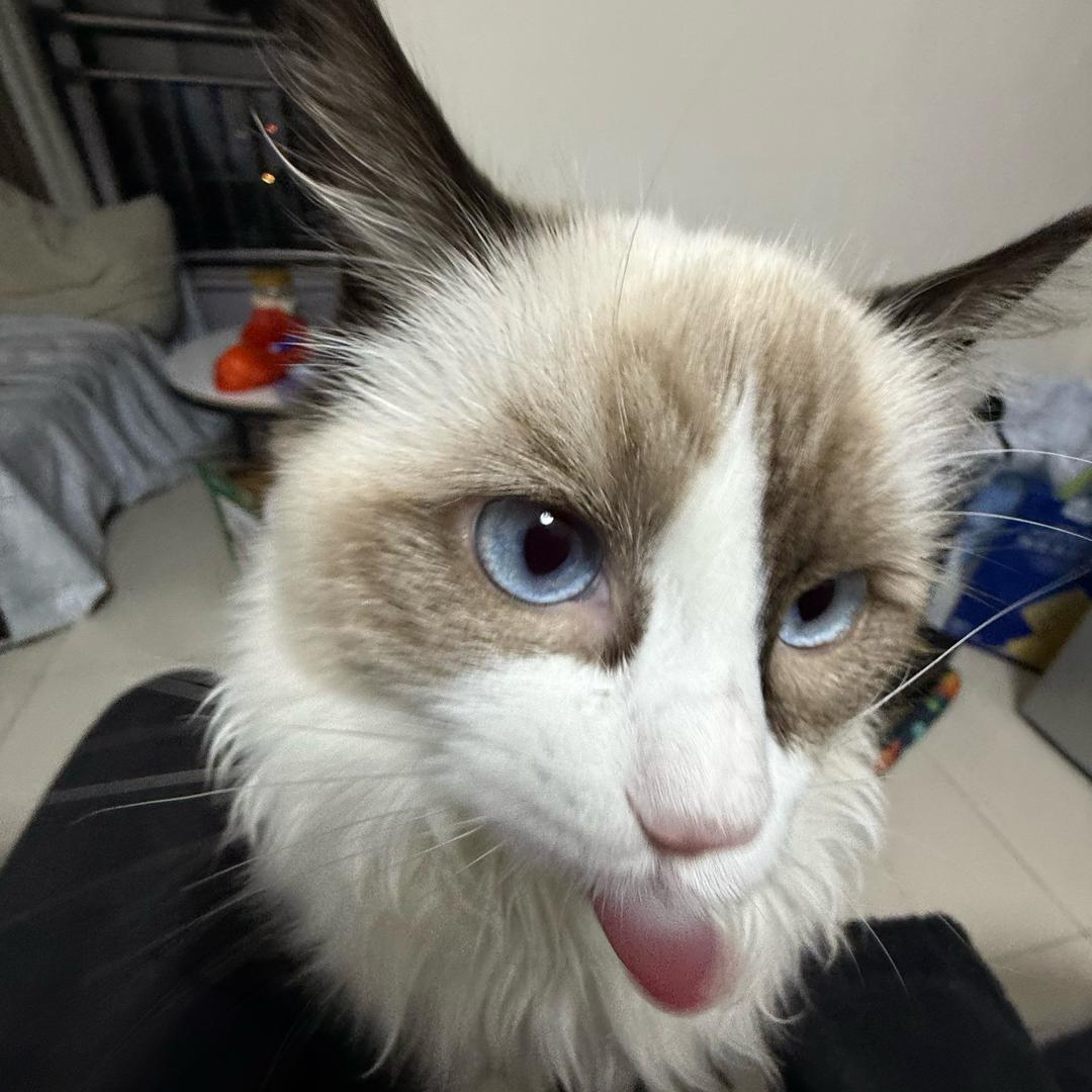 图图每天cos女仆勾引壮壮妈