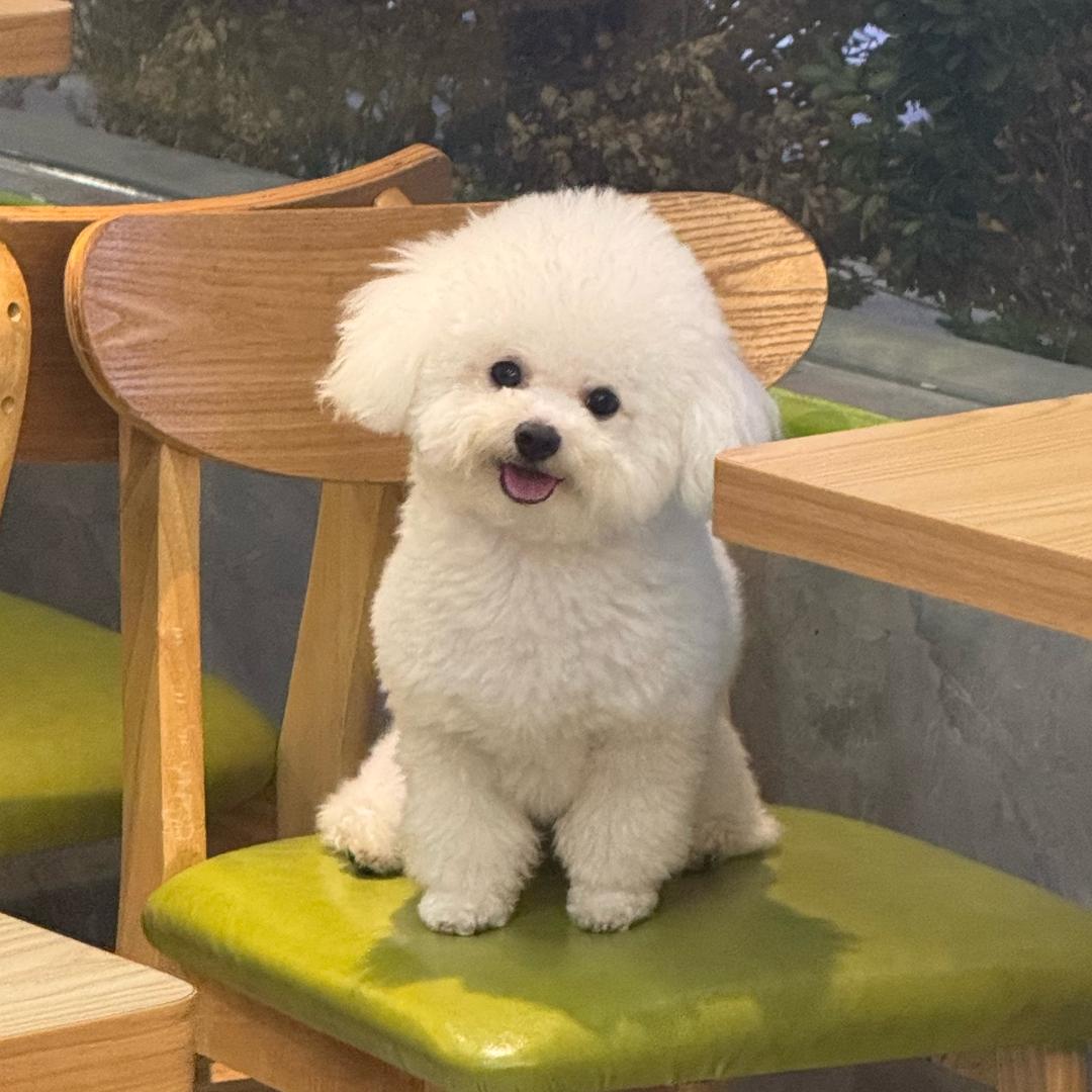 臭臭是只小屁熊🐶