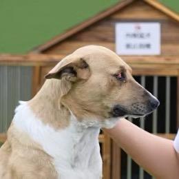 西北刀客-推土机