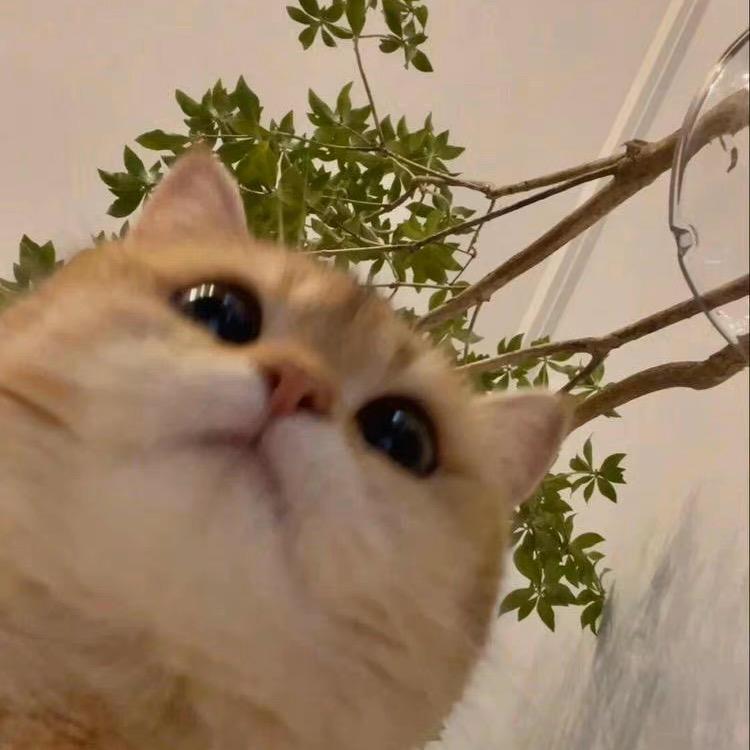 Lha