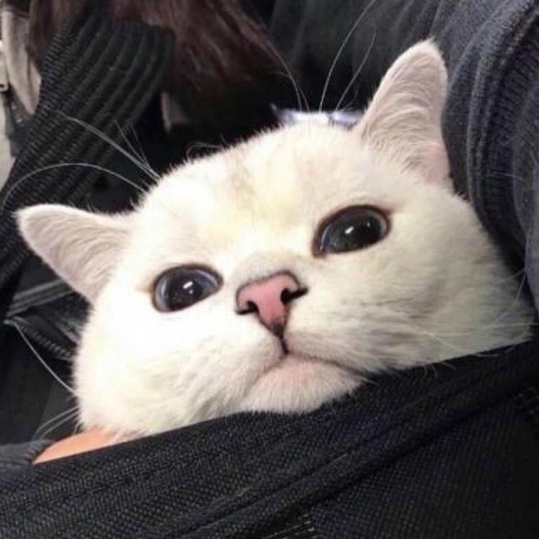 香水零钱罐🏧♔