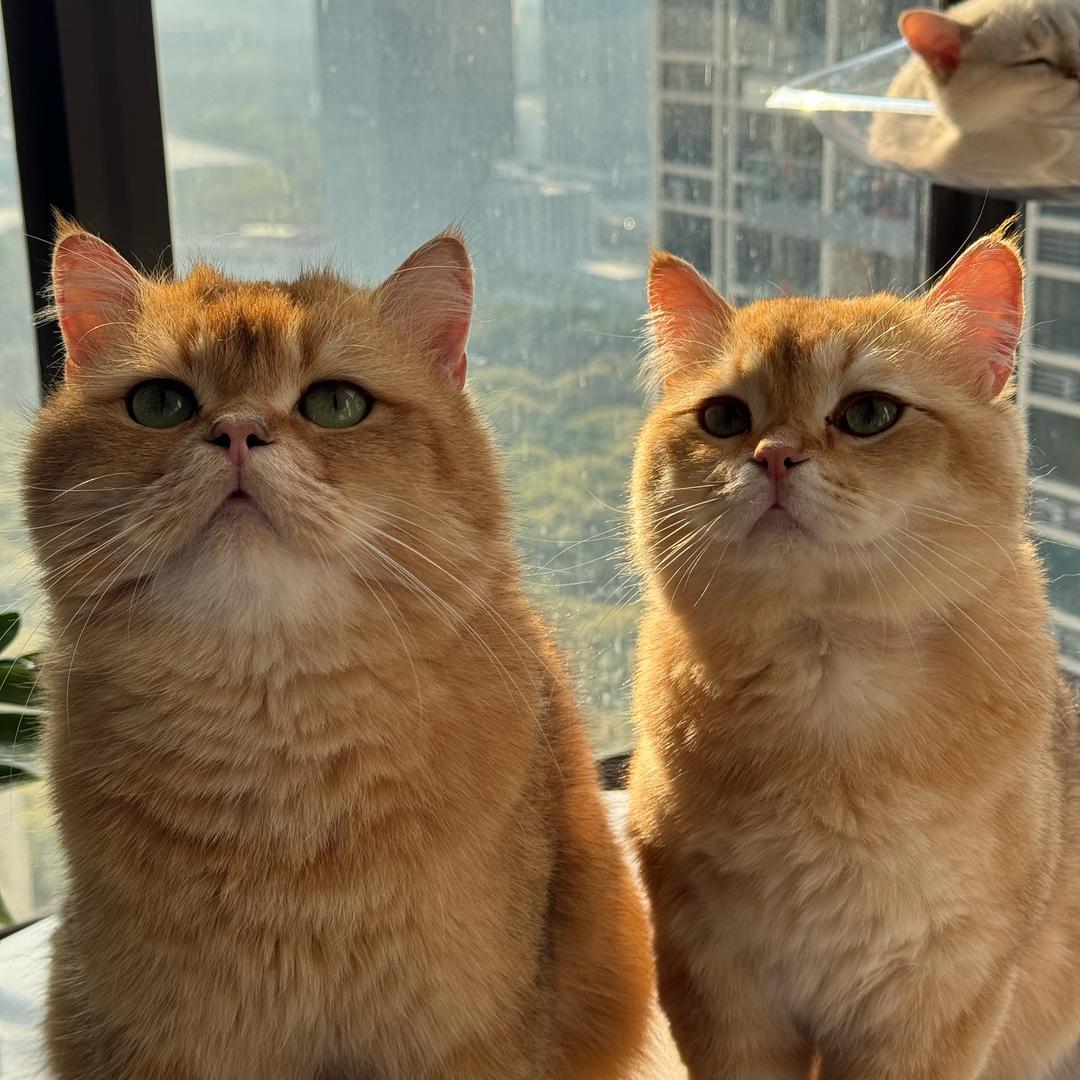 慧姐的养猫生活