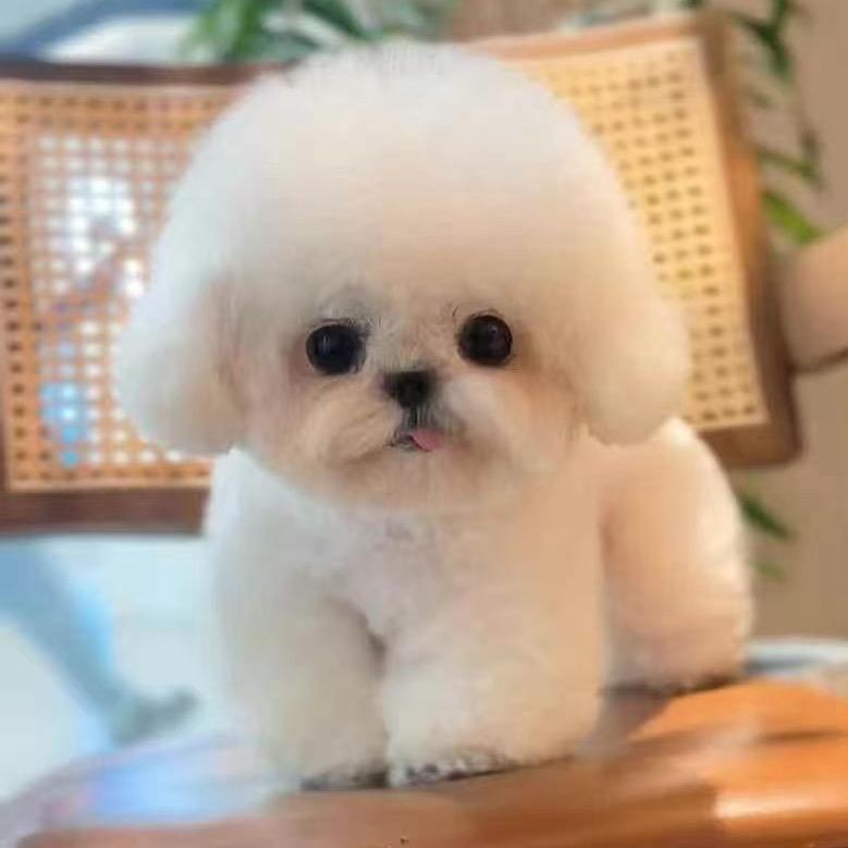 石榴是比熊