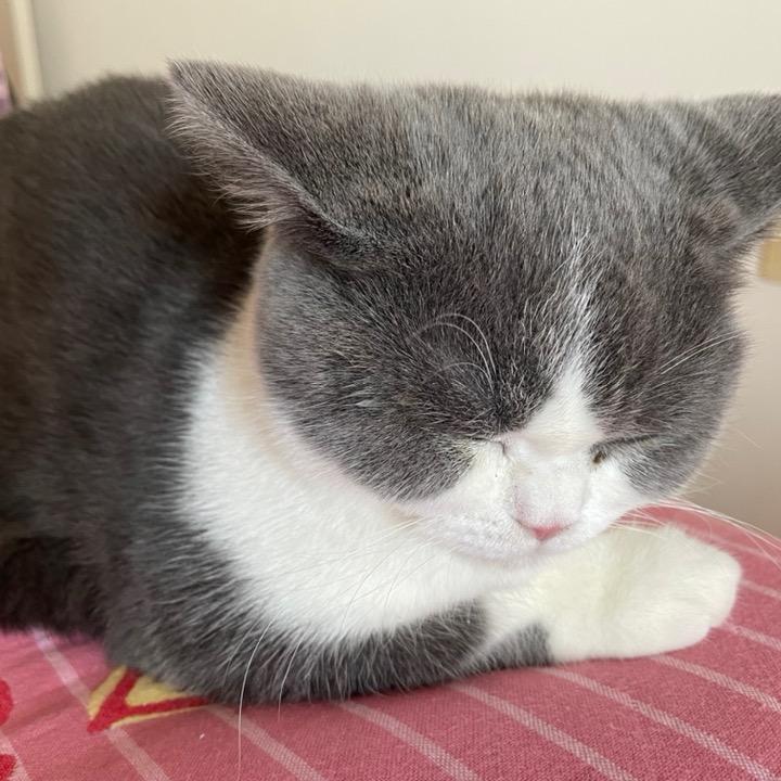 脆脆鲨