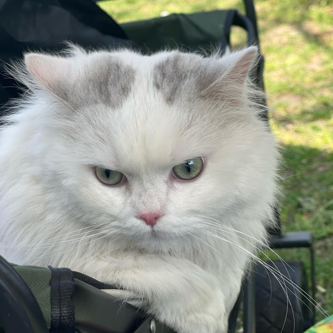 糯米是只瞌睡猫